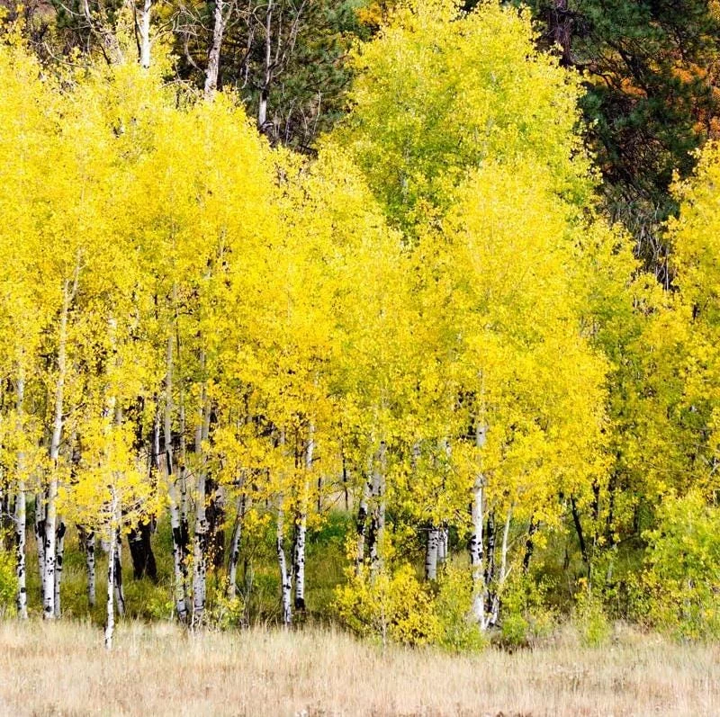 Quaking Aspen Tree Seedling Live Plant - Populus Tremuloides, 6-8 Inch Tall, 4 Inch Pot, Outdoor Shade Tree Quaking Aspen Tree Seedling Live Plant - Populus Tremuloides, 6-8 Inch Tall, 4 Inch Pot, Outdoor Shade Tree - Image 5