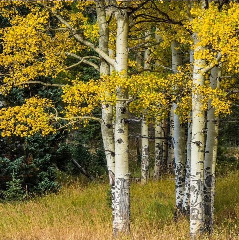 Quaking Aspen Tree Seedling Live Plant - Populus Tremuloides, 6-8 Inch Tall, 4 Inch Pot, Outdoor Shade Tree Quaking Aspen Tree Seedling Live Plant - Populus Tremuloides, 6-8 Inch Tall, 4 Inch Pot, Outdoor Shade Tree - Image 6