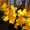 Quaking Aspen Tree Seedling Live Plant - Populus Tremuloides, 6-8 Inch Tall, 4 Inch Pot, Outdoor Shade Tree - Image 1