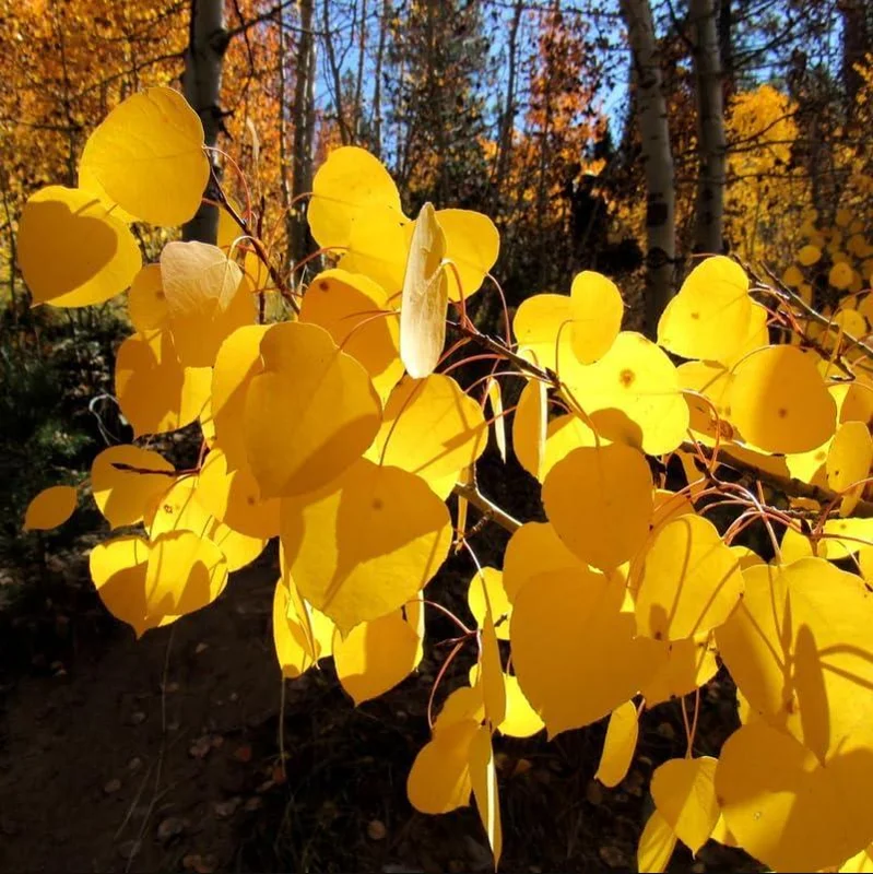 Quaking Aspen Tree Seedling Live Plant - Populus Tremuloides, 6-8 Inch Tall, 4 Inch Pot, Outdoor Shade Tree Quaking Aspen Tree Seedling Live Plant - Populus Tremuloides, 6-8 Inch Tall, 4 Inch Pot, Outdoor Shade Tree - Image 1