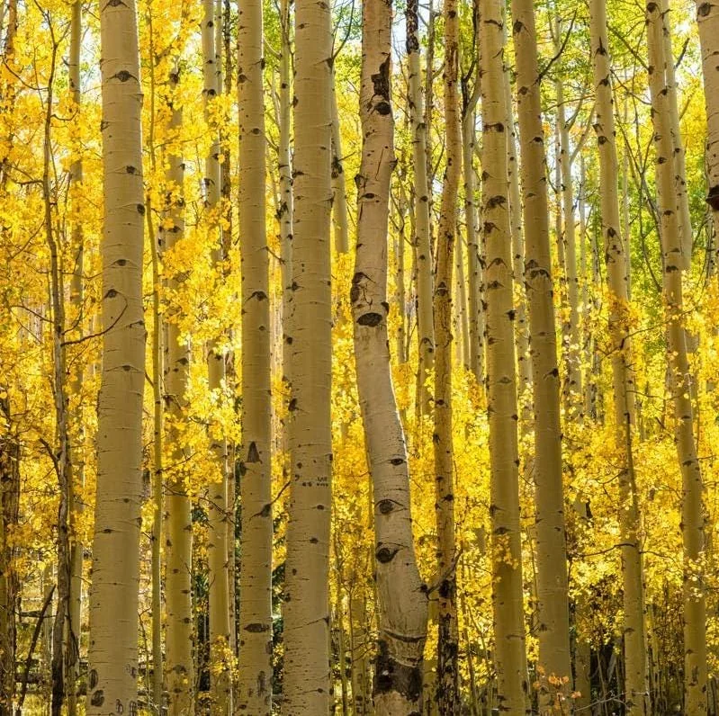Quaking Aspen Tree Seedling Live Plant - Populus Tremuloides, 6-8 Inch Tall, 4 Inch Pot, Outdoor Shade Tree Quaking Aspen Tree Seedling Live Plant - Populus Tremuloides, 6-8 Inch Tall, 4 Inch Pot, Outdoor Shade Tree - Image 7