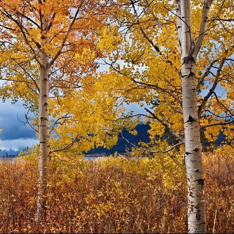 Quaking Aspen Tree Seedling Live Plant - Populus Tremuloides, 6-8 Inch Tall, 4 Inch Pot, Outdoor Shade Tree Quaking Aspen Tree Seedling Live Plant - Populus Tremuloides, 6-8 Inch Tall, 4 Inch Pot, Outdoor Shade Tree - Image 8