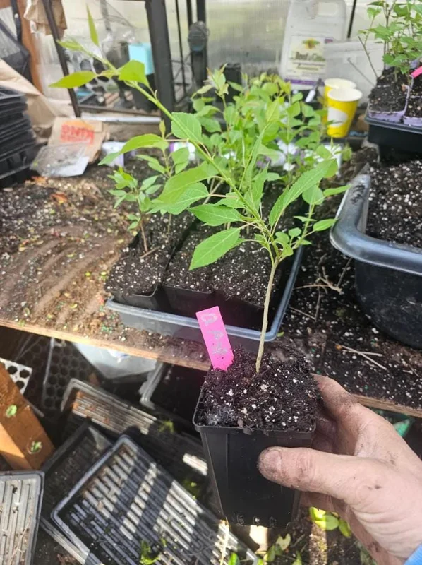 Quaking Aspen Tree Seedling Live Plant - Populus Tremuloides, 6-8 Inch Tall, 4 Inch Pot, Outdoor Shade Tree Quaking Aspen Tree Seedling Live Plant - Populus Tremuloides, 6-8 Inch Tall, 4 Inch Pot, Outdoor Shade Tree - Image 9