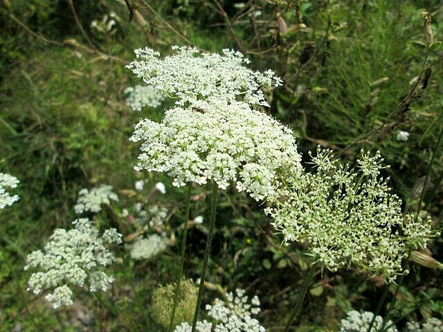Queen Anne's Lace Seeds – 10,000 Bulk Daucus Carota Wild Carrot Flower Seeds - Outdoor - Image 2