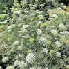 Queen Anne's Lace Seeds – 10,000 Bulk Daucus Carota Wild Carrot Flower Seeds - Outdoor - Image 1