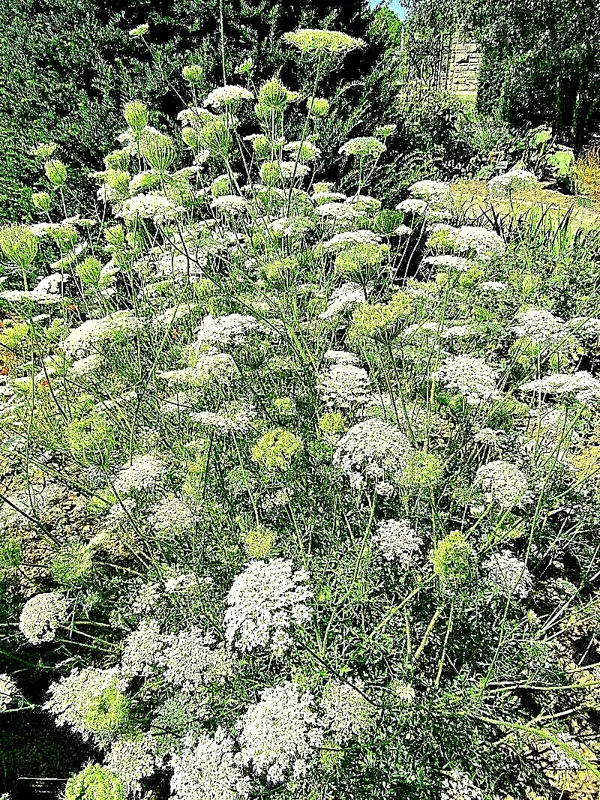 Queen Anne's Lace Seeds – 10,000 Bulk Daucus Carota Wild Carrot Flower Seeds - Outdoor - Image 1