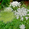 Queen Anne's Lace Seeds - Daucus Carota Wild Carrot Wildflower, Hardy Biennial, 1000+ Seeds for Outdoor Gardens - Image 1