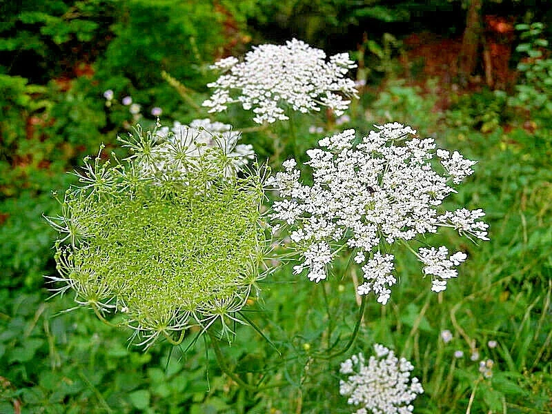 Queen Anne's Lace Seeds – Daucus Carota Wildflower – 1005 Bulk Seeds – Outdoor - Image 2