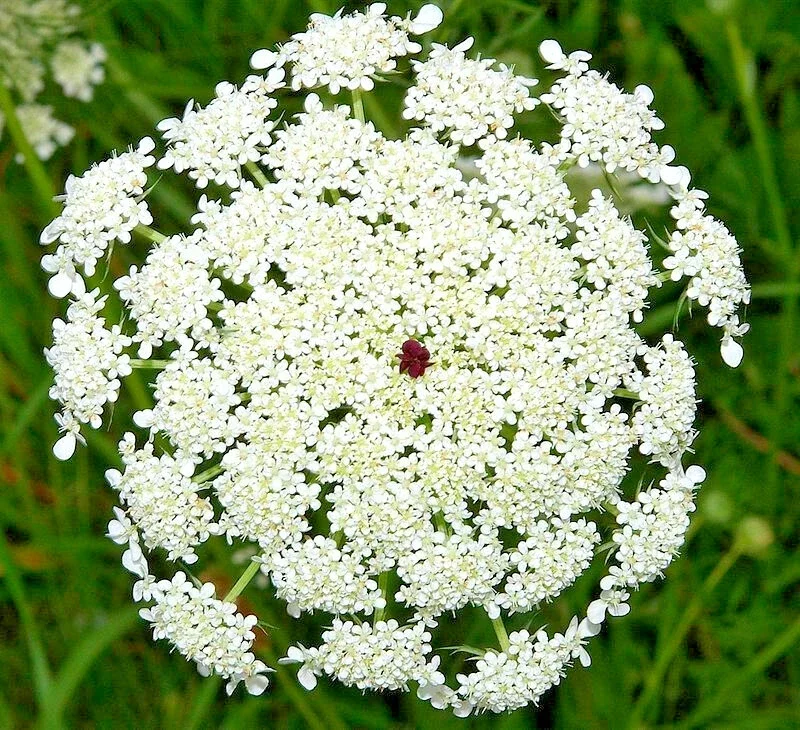 Queen Anne's Lace Seeds - Daucus Carota Wildflower, 1000 Count Bulk Flower Seeds, Outdoor Biennial - Image 2