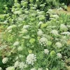 Queen Anne's Lace Seeds – Daucus Carota Wildflower – 1005 Bulk Seeds – Outdoor - Image 1