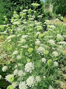 Queen Anne's Lace Seeds – Daucus Carota Wildflower – 1005 Bulk Seeds – Outdoor - Image 1