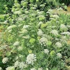 Queen Anne's Lace Seeds - Daucus Carota Wildflower, 1000 Count Bulk Flower Seeds, Outdoor Biennial - Image 1