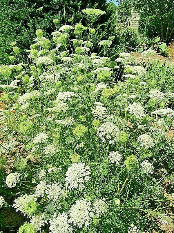 Queen Anne's Lace Seeds - Daucus Carota Wildflower, 1000 Count Bulk Flower Seeds, Outdoor Biennial - Image 1