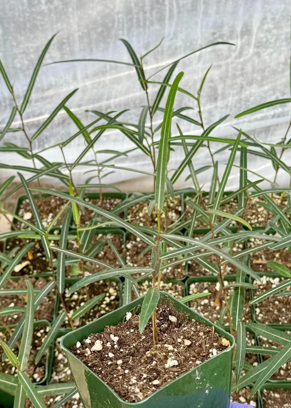 Queensland Bottle Tree Live Plant – Brachychiton Rupestris – 2 Inch or 4 Inch Pot - Drought Tolerant Queensland Bottle Tree Live Plant – Brachychiton Rupestris – 2 Inch or 4 Inch Pot - Drought Tolerant - Image 2