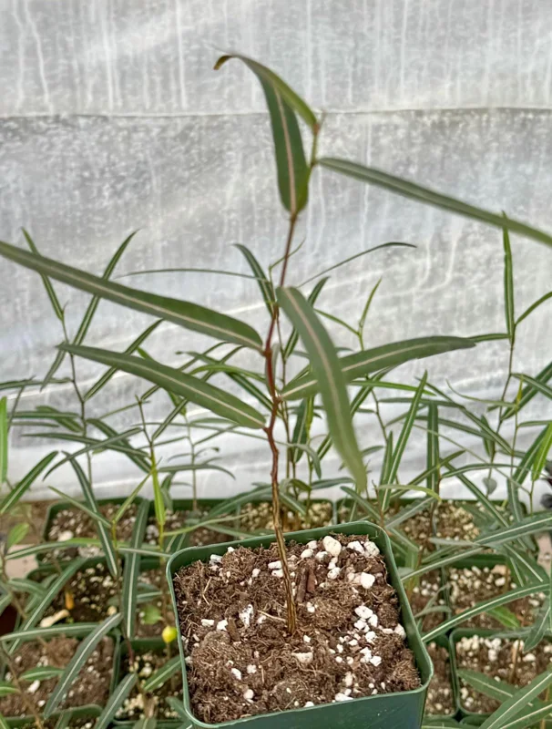 Queensland Bottle Tree Live Plant – Brachychiton Rupestris – 2 Inch or 4 Inch Pot - Drought Tolerant Queensland Bottle Tree Live Plant – Brachychiton Rupestris – 2 Inch or 4 Inch Pot - Drought Tolerant - Image 3