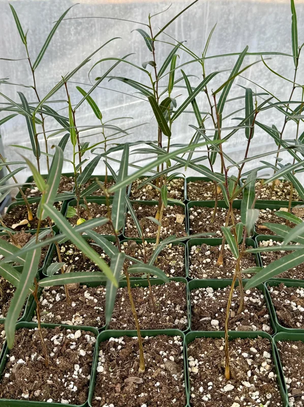 Queensland Bottle Tree Live Plant – Brachychiton Rupestris – 2 Inch or 4 Inch Pot - Drought Tolerant Queensland Bottle Tree Live Plant – Brachychiton Rupestris – 2 Inch or 4 Inch Pot - Drought Tolerant - Image 4