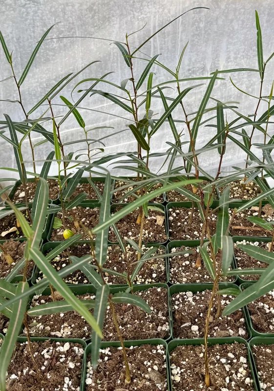 Queensland Bottle Tree Live Plant – Brachychiton Rupestris – 2 Inch or 4 Inch Pot - Drought Tolerant Queensland Bottle Tree Live Plant – Brachychiton Rupestris – 2 Inch or 4 Inch Pot - Drought Tolerant - Image 5