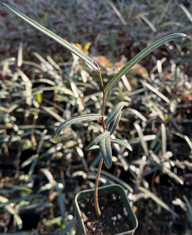 Queensland Bottle Tree Live Plant – Brachychiton Rupestris – 2 Inch or 4 Inch Pot - Drought Tolerant Queensland Bottle Tree Live Plant – Brachychiton Rupestris – 2 Inch or 4 Inch Pot - Drought Tolerant - Image 1