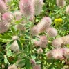Rabbit's Foot Clover Seeds - Trifolium Arvense - 200 Seeds - Easy Grow - Image 1