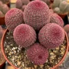Rainbow Cactus Live Plant Cluster - Echinocereus rigidissimus - 4 or 6 Inch Pot - Image 1