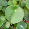 Raindrop Peperomia Live Plant - Peperomia Polybotrya Houseplant in 4 Inch Pot - Image 1