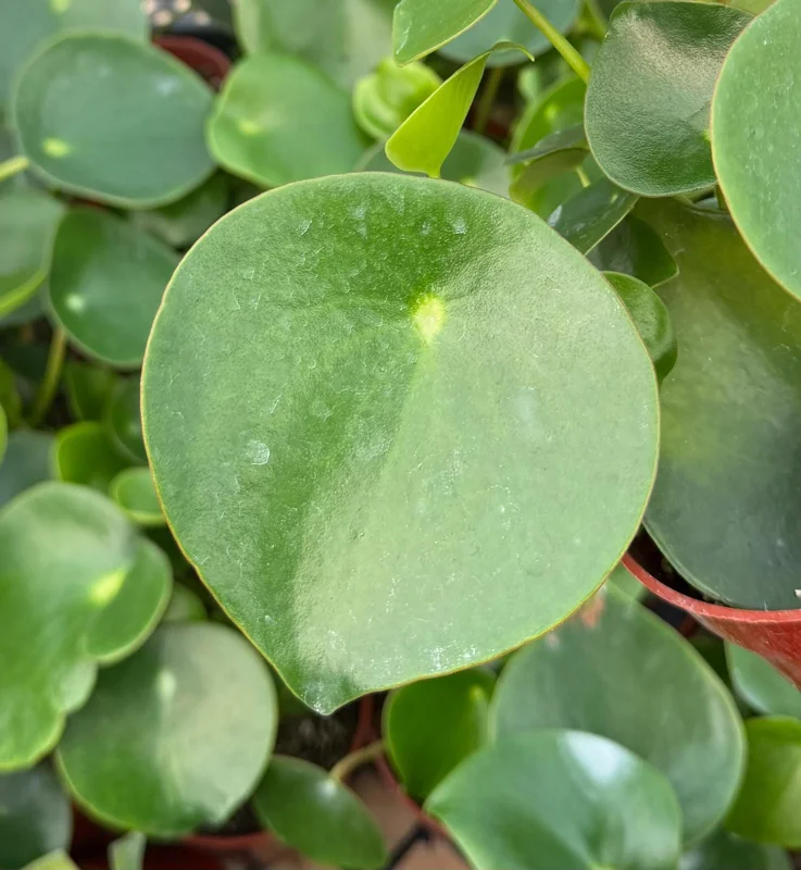 Raindrop Peperomia Live Plant - Peperomia Polybotrya Houseplant in 4 Inch Pot Raindrop Peperomia Live Plant - Peperomia Polybotrya Houseplant in 4 Inch Pot - Image 1