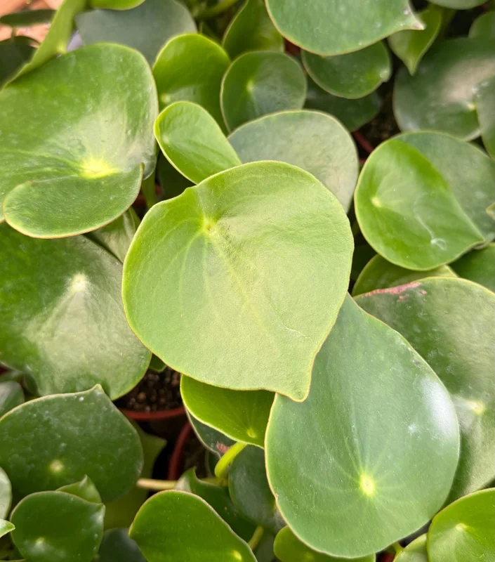 Raindrop Peperomia Live Plant - Peperomia Polybotrya Houseplant in 4 Inch Pot Raindrop Peperomia Live Plant - Peperomia Polybotrya Houseplant in 4 Inch Pot - Image 2