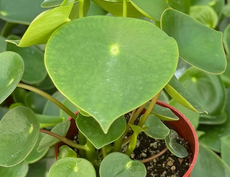 Raindrop Peperomia Live Plant - Peperomia Polybotrya Houseplant in 4 Inch Pot Raindrop Peperomia Live Plant - Peperomia Polybotrya Houseplant in 4 Inch Pot - Image 3