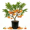 Rainier Cherry Tree - Live Fruit Plant, 3-4 FT Tall, 5-Gallon Pot, Outdoor - Image 1