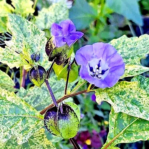 Rare Variegated Shoofly Plant Seeds - Nicandra Physalodes 'Splash of Cream' - 100 Annual Flower Seeds - Image 2