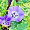 Rare Variegated Shoofly Plant Seeds - Nicandra Physalodes 'Splash of Cream' - 100 Annual Flower Seeds - Image 1