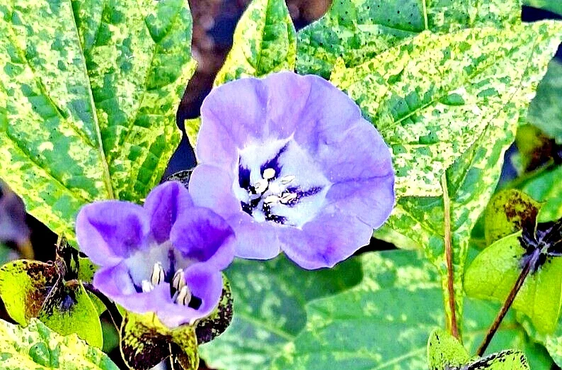 Rare Variegated Shoofly Plant Seeds - Nicandra Physalodes 'Splash of Cream' - 100 Annual Flower Seeds - Image 1