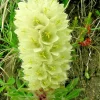 Rare Yellow Bellflower Seeds - Campanula Thyrsoides, Hardy Perennial, 100 Non-GMO Seeds, Outdoor - Image 1