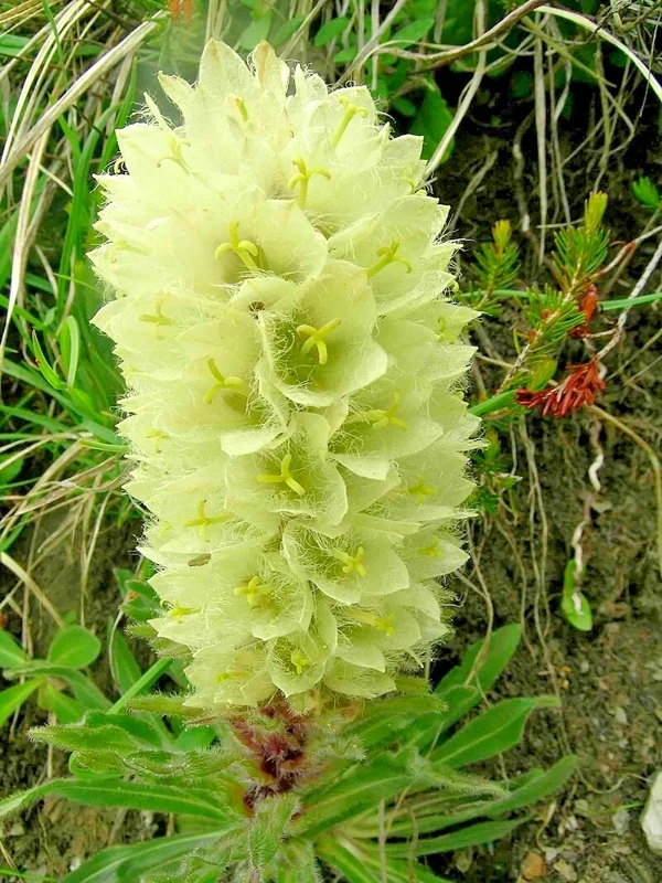 Rare Yellow Bellflower Seeds - Campanula Thyrsoides, Hardy Perennial, 100 Non-GMO Seeds, Outdoor - Image 1