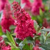Raspberry Buddleia Live Plant – Butterfly Bush – 4-6 Inch Tall – Outdoor Raspberry Buddleia Live Plant – Butterfly Bush – 4-6 Inch Tall – Outdoor - Image 1