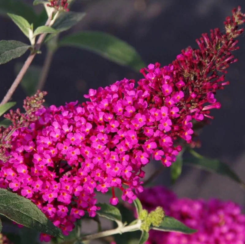 Raspberry Butterfly Bush Live Plant – Buddleia Shrub – 4-8 Inch Tall – Outdoor - Image 2