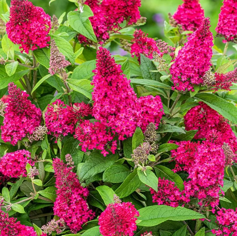 Raspberry Butterfly Bush Live Plant – Buddleia Shrub – 4-8 Inch Tall – Outdoor - Image 1
