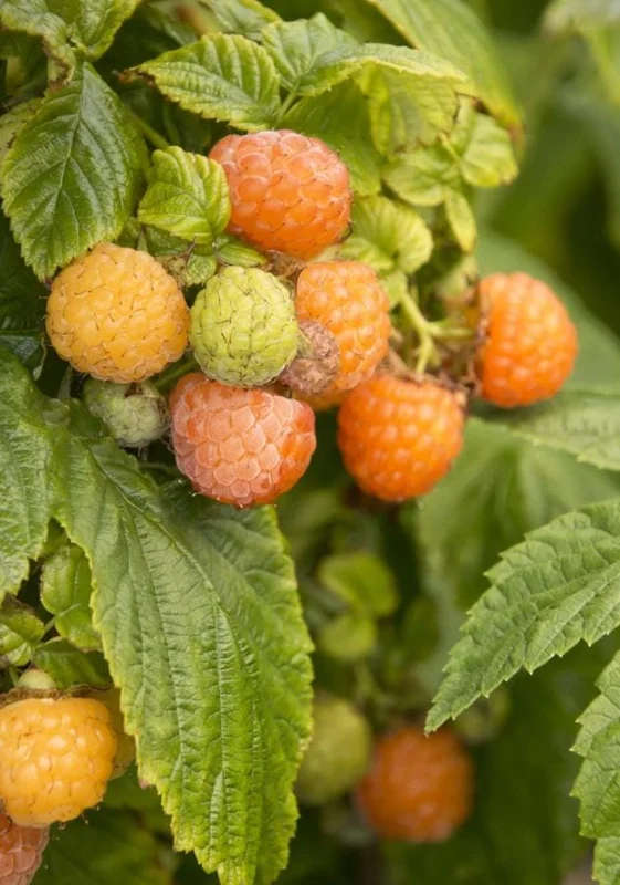 Raspberry Fall Gold Live Plant - Sweet Golden Berry Bush 4-6 Inch Tall Raspberry Fall Gold Live Plant - Sweet Golden Berry Bush 4-6 Inch Tall - Image 2