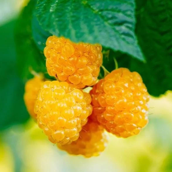 Raspberry Fall Gold Live Plant - Sweet Golden Berry Bush 4-6 Inch Tall Raspberry Fall Gold Live Plant - Sweet Golden Berry Bush 4-6 Inch Tall - Image 3