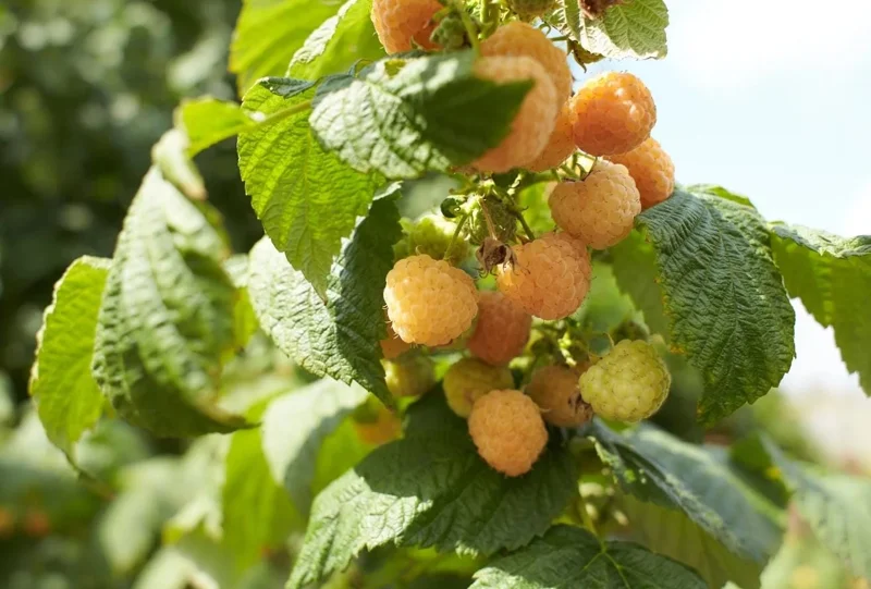 Raspberry Fall Gold Live Plant - Sweet Golden Berry Bush 4-6 Inch Tall Raspberry Fall Gold Live Plant - Sweet Golden Berry Bush 4-6 Inch Tall - Image 4