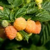 Raspberry Fall Gold Live Plant - Sweet Golden Berry Bush 4-6 Inch Tall - Image 1