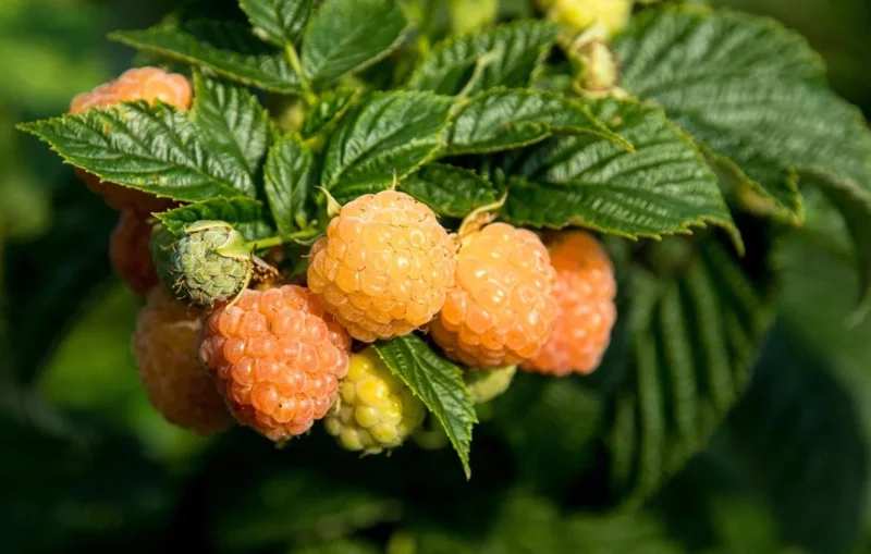 Raspberry Fall Gold Live Plant - Sweet Golden Berry Bush 4-6 Inch Tall Raspberry Fall Gold Live Plant - Sweet Golden Berry Bush 4-6 Inch Tall - Image 1