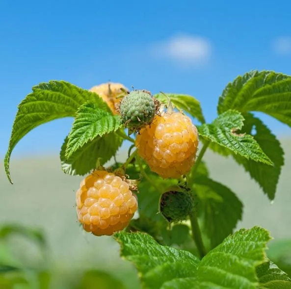 Raspberry Fall Gold Live Plant - Sweet Golden Berry Bush 4-6 Inch Tall Raspberry Fall Gold Live Plant - Sweet Golden Berry Bush 4-6 Inch Tall - Image 6