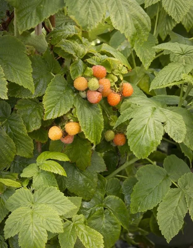 Raspberry Fall Gold Live Plant - Sweet Golden Berry Bush 4-6 Inch Tall Raspberry Fall Gold Live Plant - Sweet Golden Berry Bush 4-6 Inch Tall - Image 7