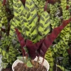 Rattlesnake Plant Live Tropical Houseplant – Goeppertia Insignis – 4-6 Inch Pot Rattlesnake Plant Live Tropical Houseplant – Goeppertia Insignis – 4-6 Inch Pot - Image 1