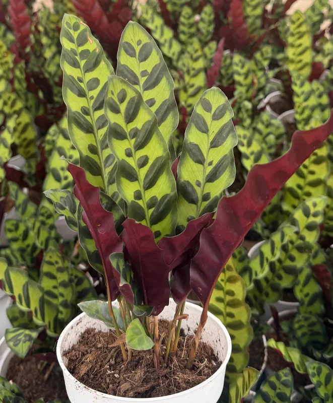 Rattlesnake Plant Live Tropical Houseplant – Goeppertia Insignis – 4-6 Inch Pot Rattlesnake Plant Live Tropical Houseplant – Goeppertia Insignis – 4-6 Inch Pot - Image 1