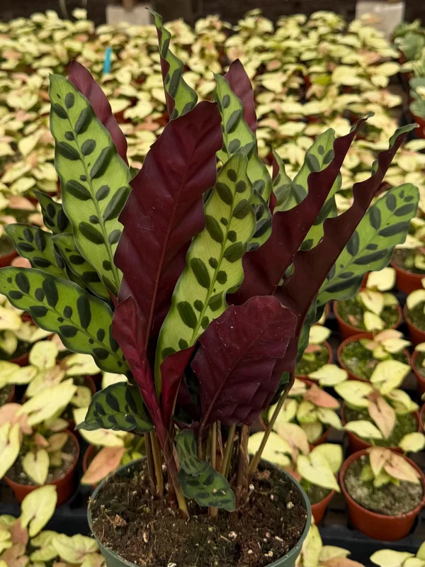 Rattlesnake Plant Live Tropical Houseplant – Goeppertia Insignis – 4-6 Inch Pot Rattlesnake Plant Live Tropical Houseplant – Goeppertia Insignis – 4-6 Inch Pot - Image 2