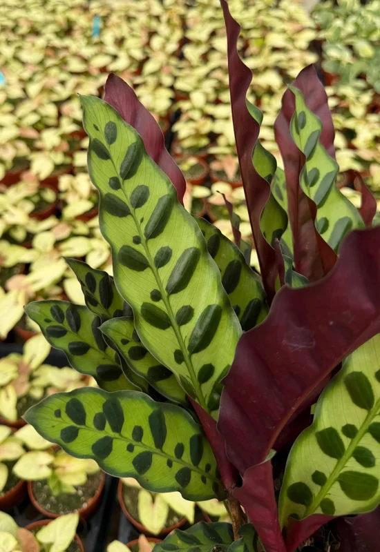 Rattlesnake Plant Live Tropical Houseplant – Goeppertia Insignis – 4-6 Inch Pot Rattlesnake Plant Live Tropical Houseplant – Goeppertia Insignis – 4-6 Inch Pot - Image 3