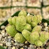 Rattlesnake Tail Crassula Columella Live Succulent Plant in 4 Inch Pot Rattlesnake Tail Crassula Columella Live Succulent Plant in 4 Inch Pot - Image 1