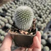 Rebutia Muscula 'Orange Snowball' Cactus Live Plant 2 Inch Pot Indoor Outdoor Rebutia Muscula 'Orange Snowball' Cactus Live Plant 2 Inch Pot Indoor Outdoor - Image 1
